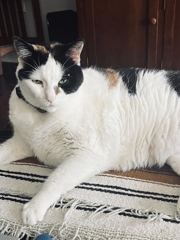 Happy Kitty