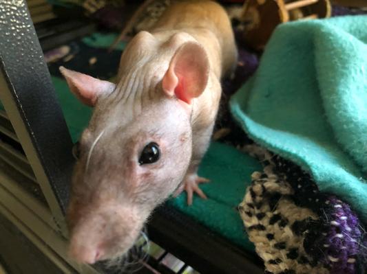 Einstein waiting for pets and a snack!