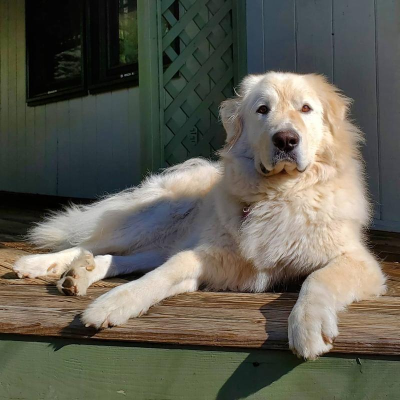 My Great Pyrenees feeling good, proud, and happy!