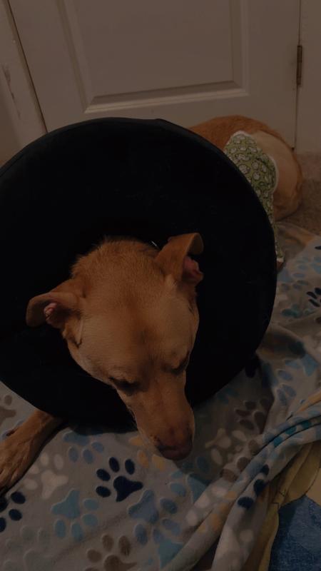 I promise he’s comfy and snoring 😭🖤