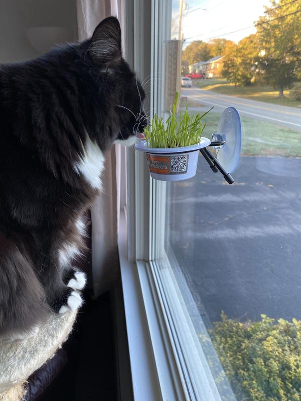 Sylvie's new favorite thing