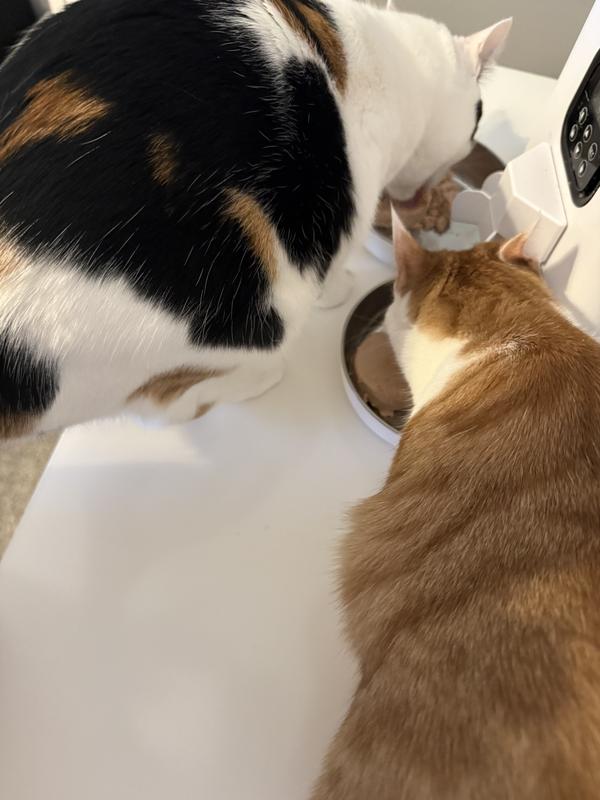 Enjoying their treats!