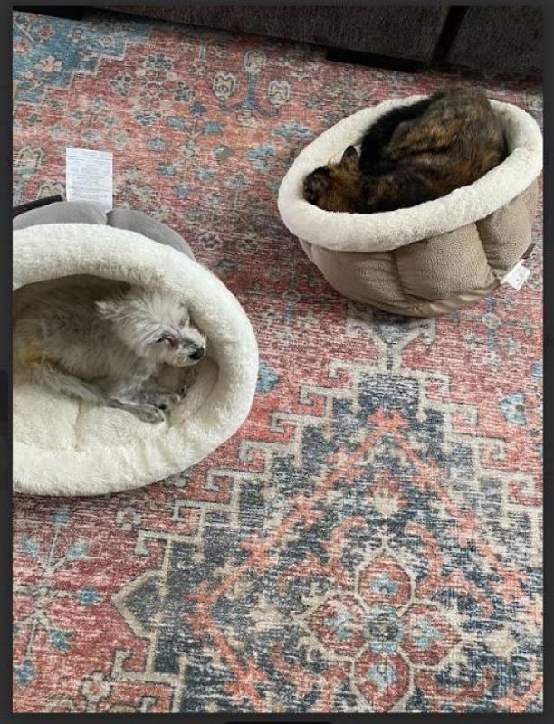 My cat and dog can now each enjoy a cuddle cup