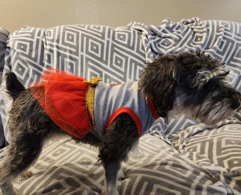 Stella, 13 pound Mini Schnauzer (average leg length for her breed)