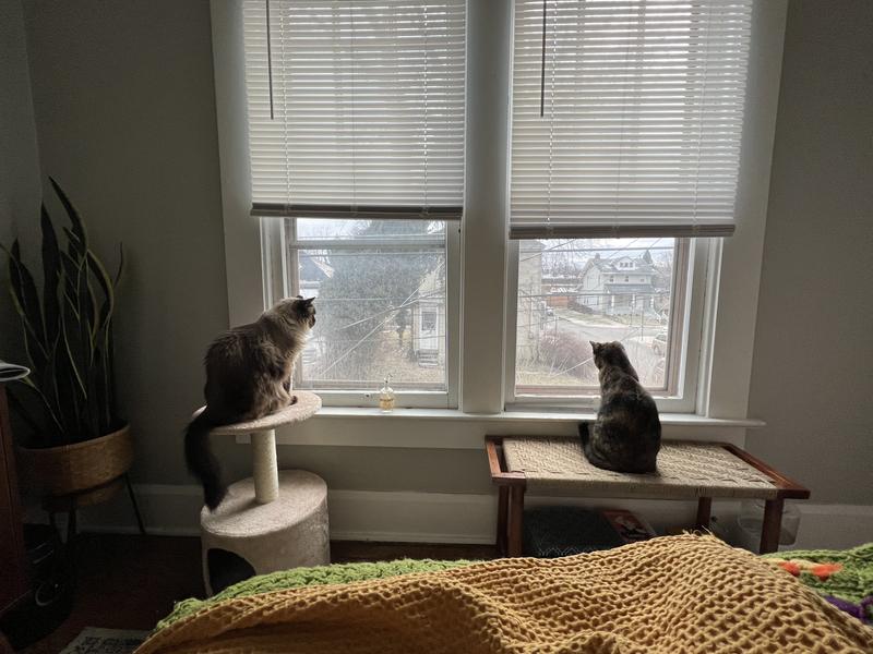 Mortal enemies turned tolerant acquaintances