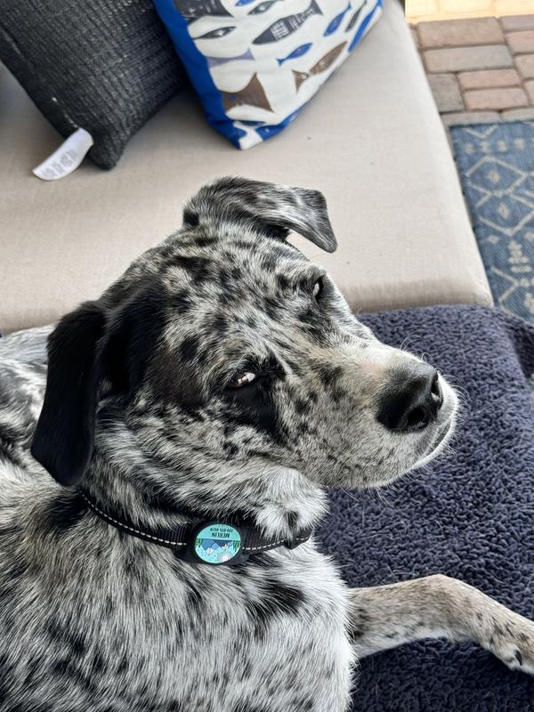 Merlin has opinions