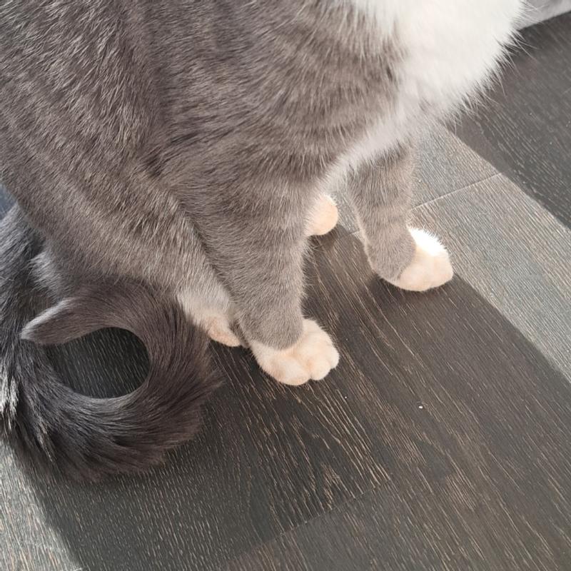 powdery paws