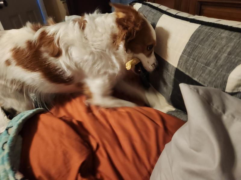 Enjoying their chews!