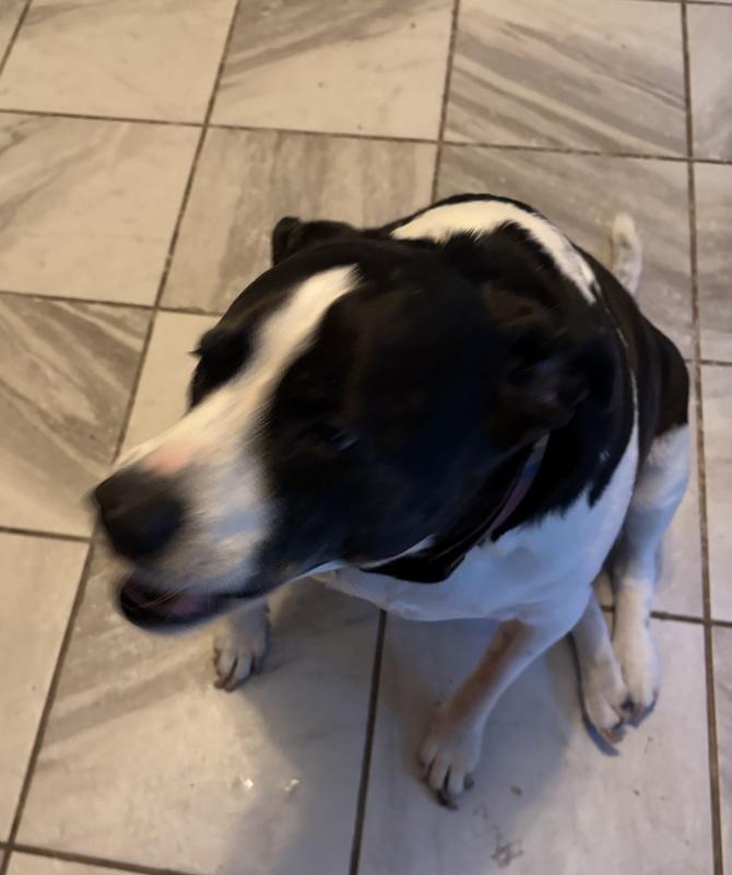 Minnie gulped her treat every time so no photo of stick between her teeth.