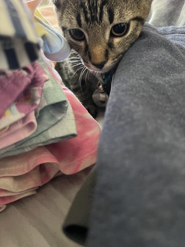 Purple Monogram Letter B Rainbow Cat Dog Paw PopSocket - Swappable Phone Grip