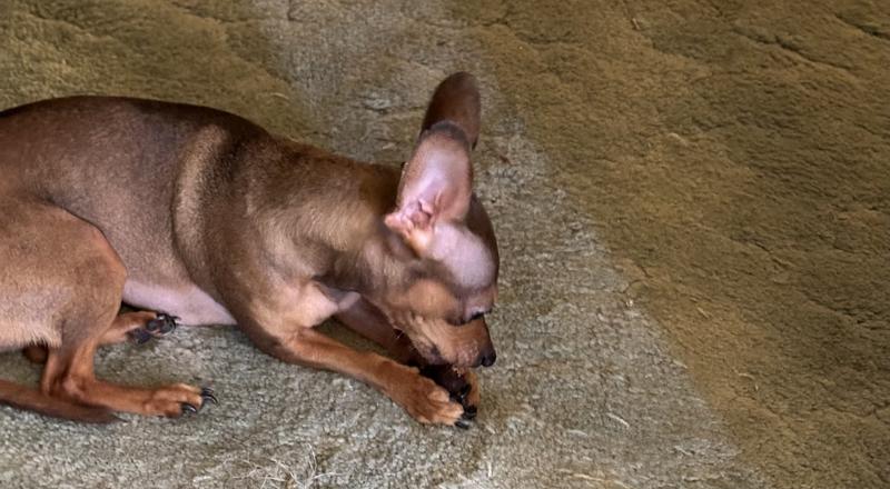 He is able to eat a whole treat at a time!