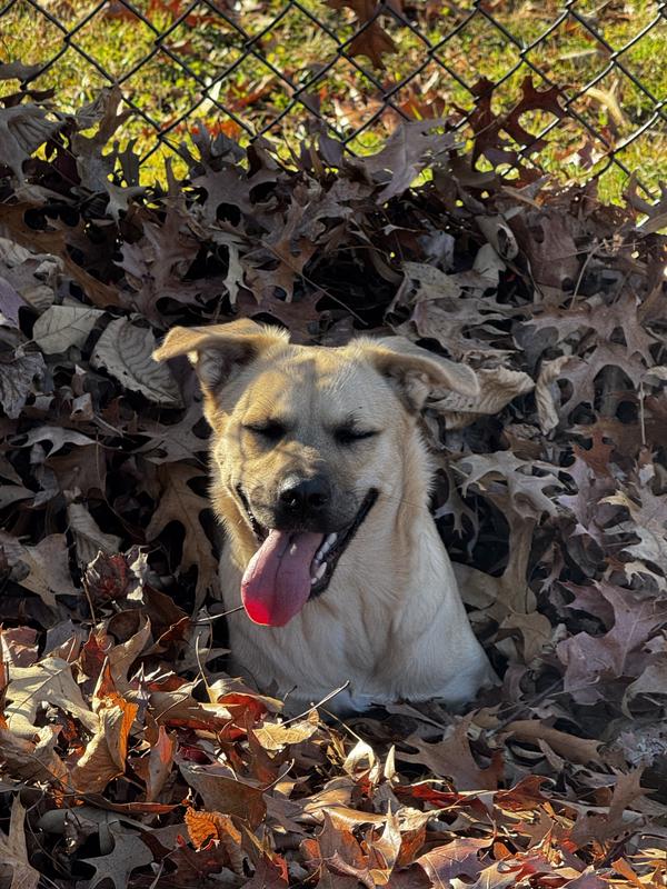 Mom, I love playing in these leaves!