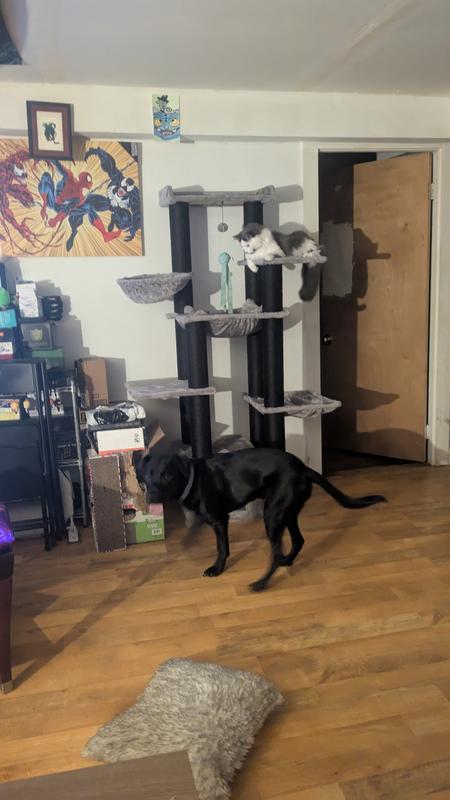 Has multiple perches and hammocks