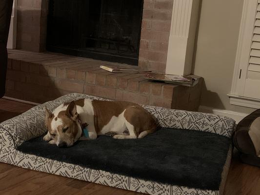 Smaller foster dog enjoying the big bed