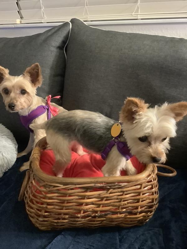 Cerenia Dosing Chart Injectable Online Shops drive.cloud.mn