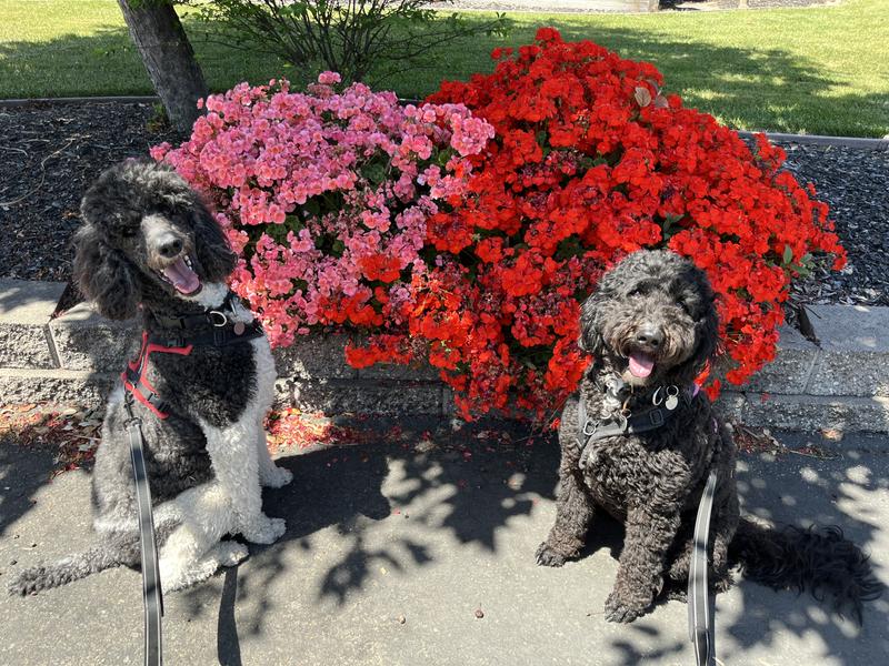 The two fur kids using these car seats. 50+ pounders.