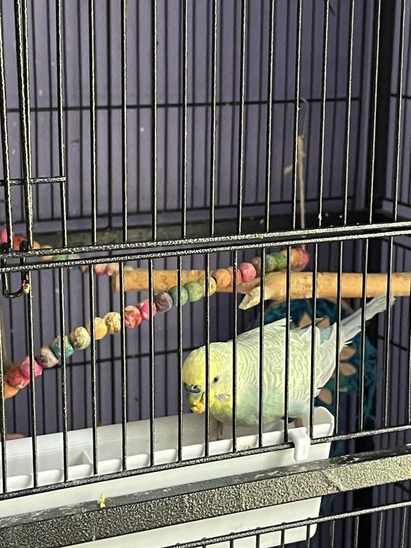 Caro, my oldest parakeet, loves his pellets
