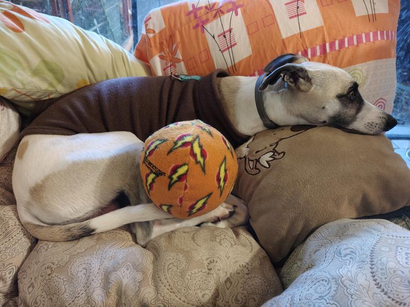 Ball is super big for a normal dog