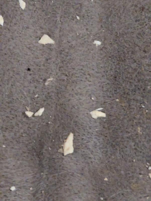 Bits left from a chewed treat.