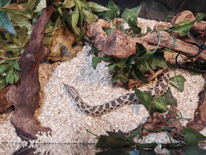 Western Hognose (Waylon N. Jennings) in a freshly cleaned enclosure with Frisco Aspen Snake Bedding.