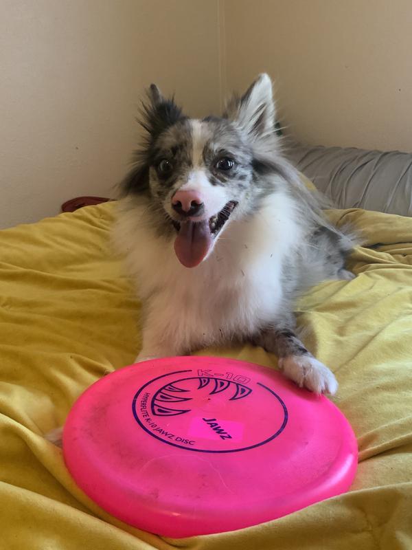 Cricket sitting with her Hyperflite K-10 Jawz Disc Toy after a long fetch session