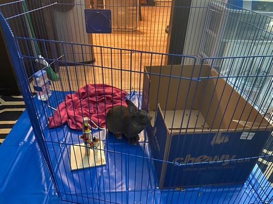 Kaytee pet hotsell n playpen