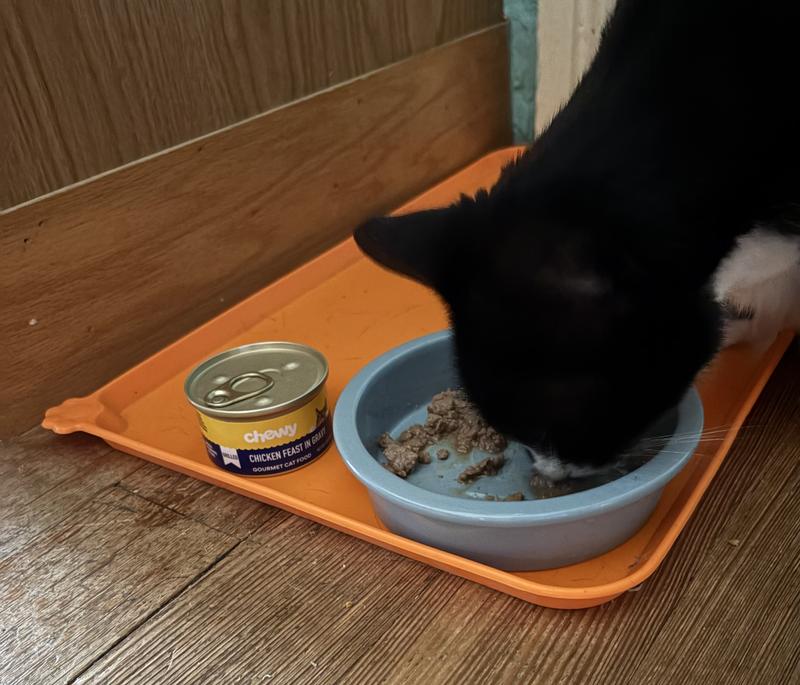 My elderly cat Lyra who is almost 18 and has a chronic health issue likes it too!