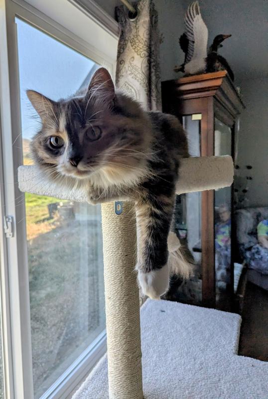 Calamity on the perch before Momma Cat