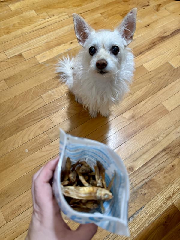 So excited, doing her best “sit”!