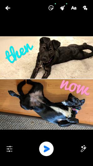 Zarya with demodex on top, then with her fur growing back on bottom