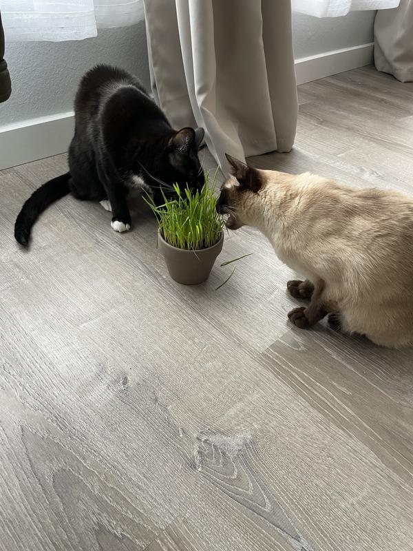 Grass is a little too tall here and resulted in barfs later. They still love it and want more though!