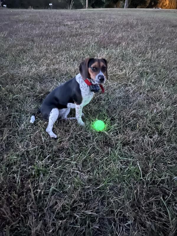 My pup loves her new ball. Medium