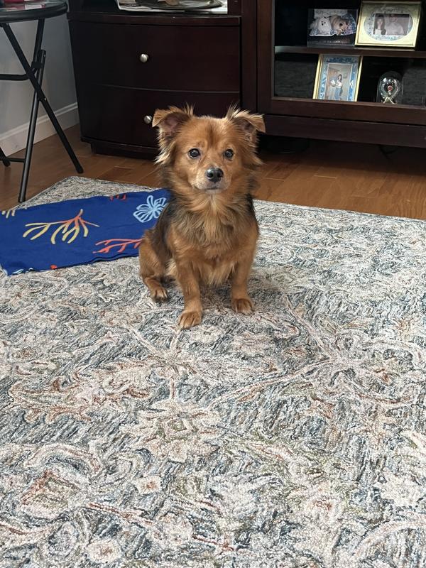 Rusty after devouring a Nylabone 😄