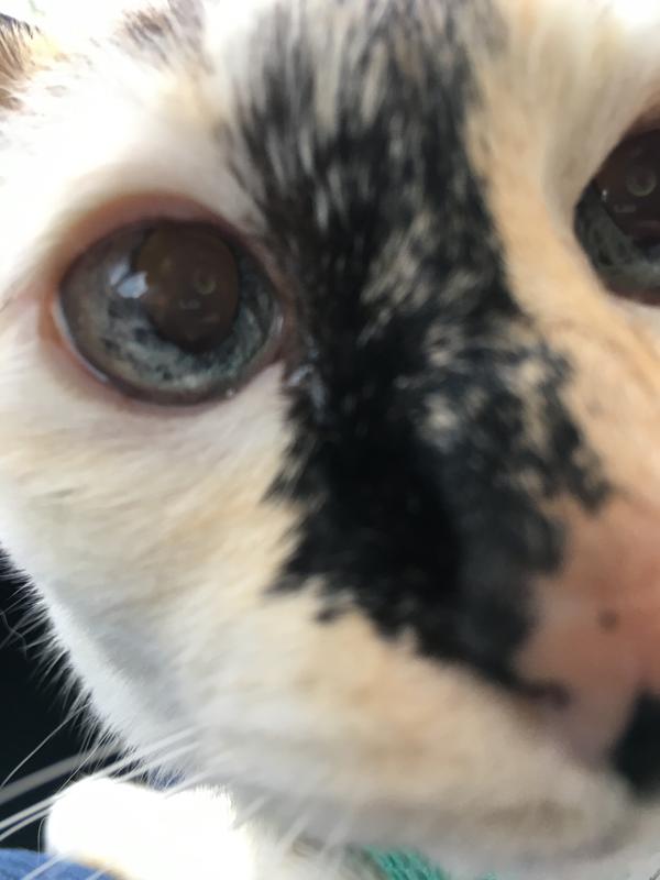 My Sweetheart Sami Investigating My Phone