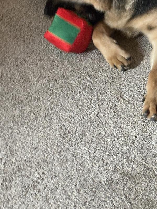 Perfect size for her she is an eight month old German Shepherd puppy