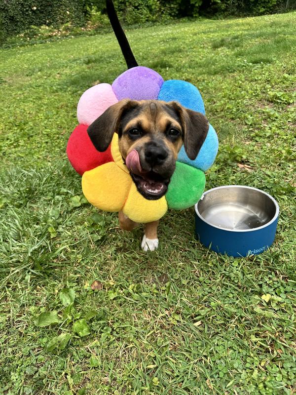 He loves that the water keeps cool even when it’s hot out. Excuse the colla, he just had surgery!