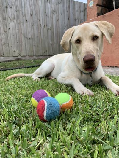 Frisco Fetch Squeaking Colorful Tennis Ball Dog Toy, 3-Pack