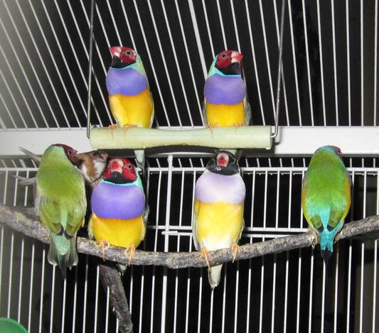 Lady Gouldian Finches
