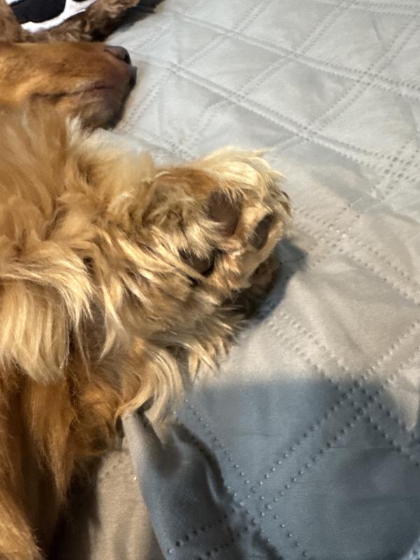 His dry front paws with less redness from licking. No corn chip smell.