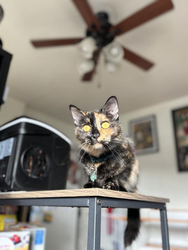 My 2 year old Rukia