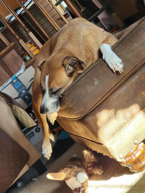 buster says yeap time for a nap
