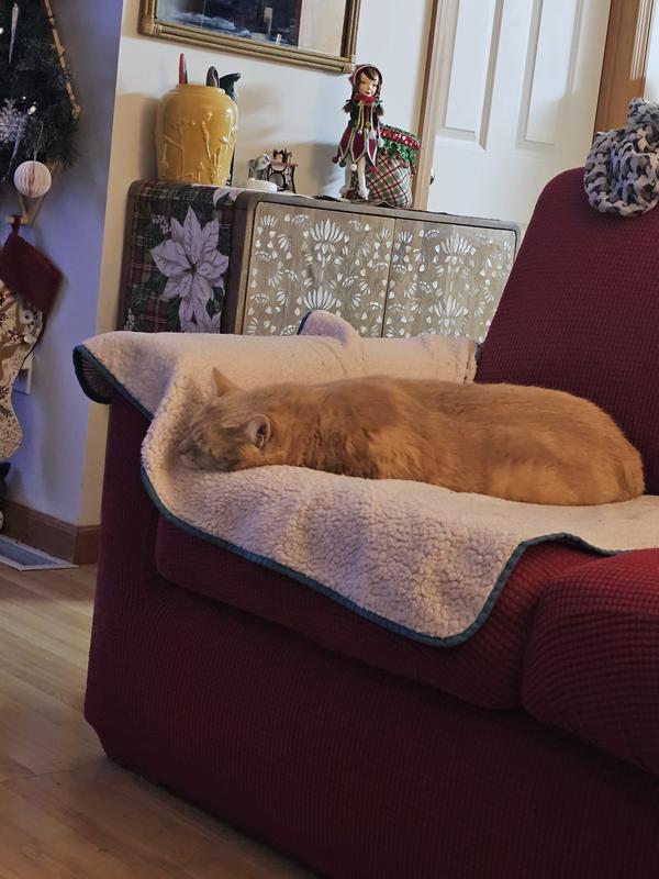 Apollo sleeping in his spot