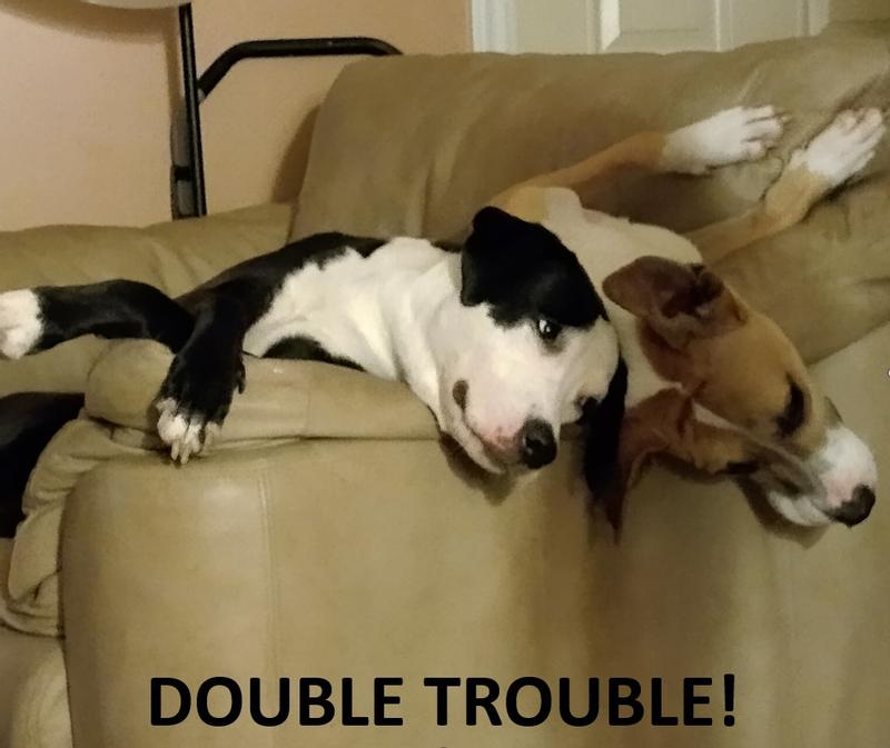 ... but they look SO SWEET when they are sleeping, LOL!