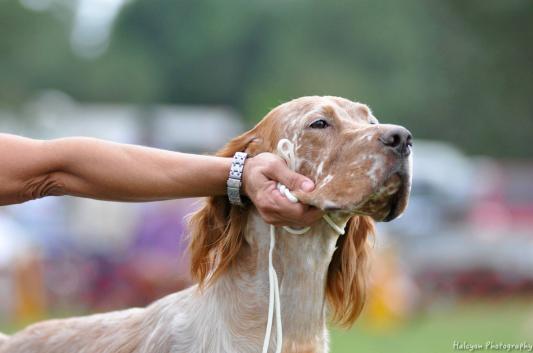 Gucci in the sporting group