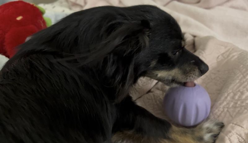 My 8 lb chihuahua with the Woof Flyball