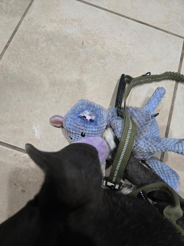 Once she tore the ear off she gutted it lol