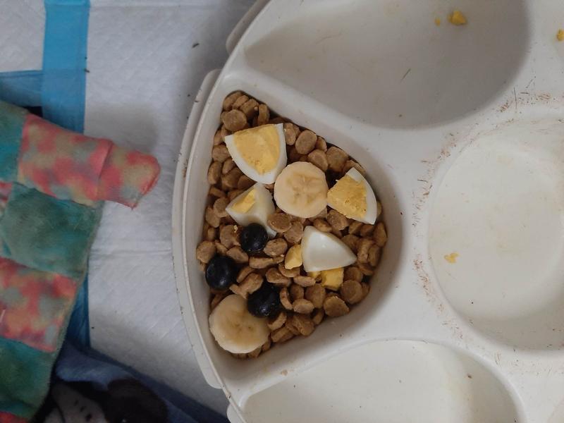 Purina Pro Plan puppy kibble with fresh food & probiotic