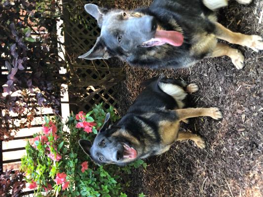 Jazzi and Tyler are happy and healthy!
