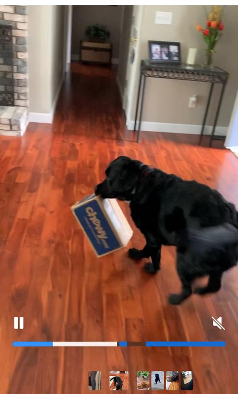 He knows chewy is for him!