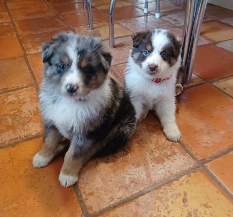 New aussie puppies Blue and Ruby 8 weeks old